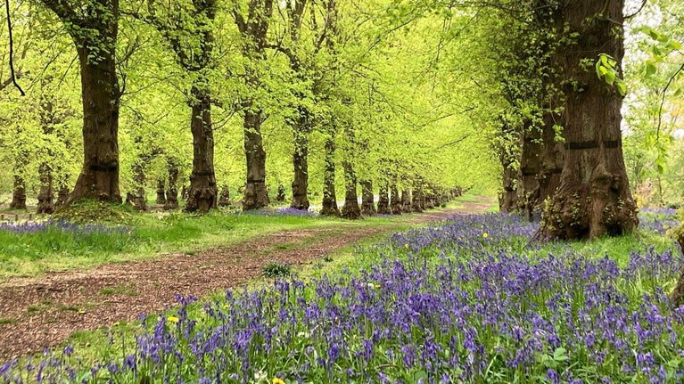 Bluebells along Lime Tree Avenue